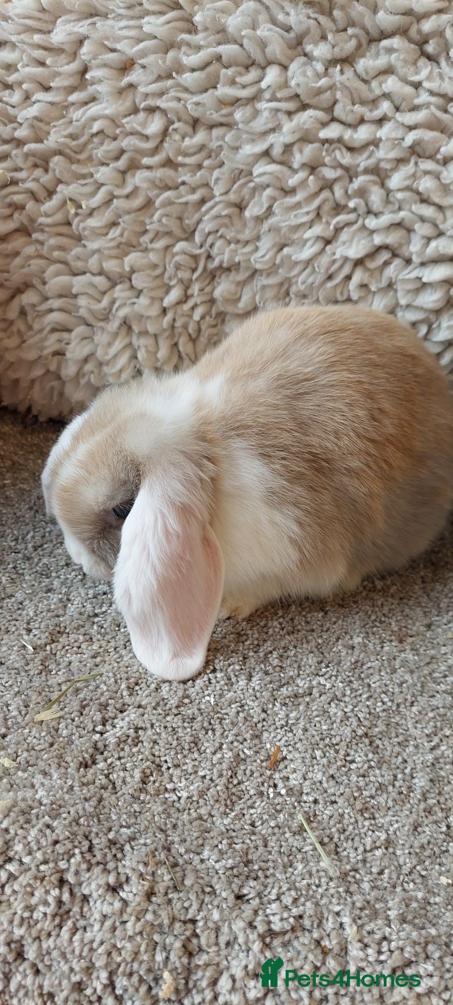 Mini Lop rabbits READY 10 WEEKS OLD  minilop baby doe - Advert 10