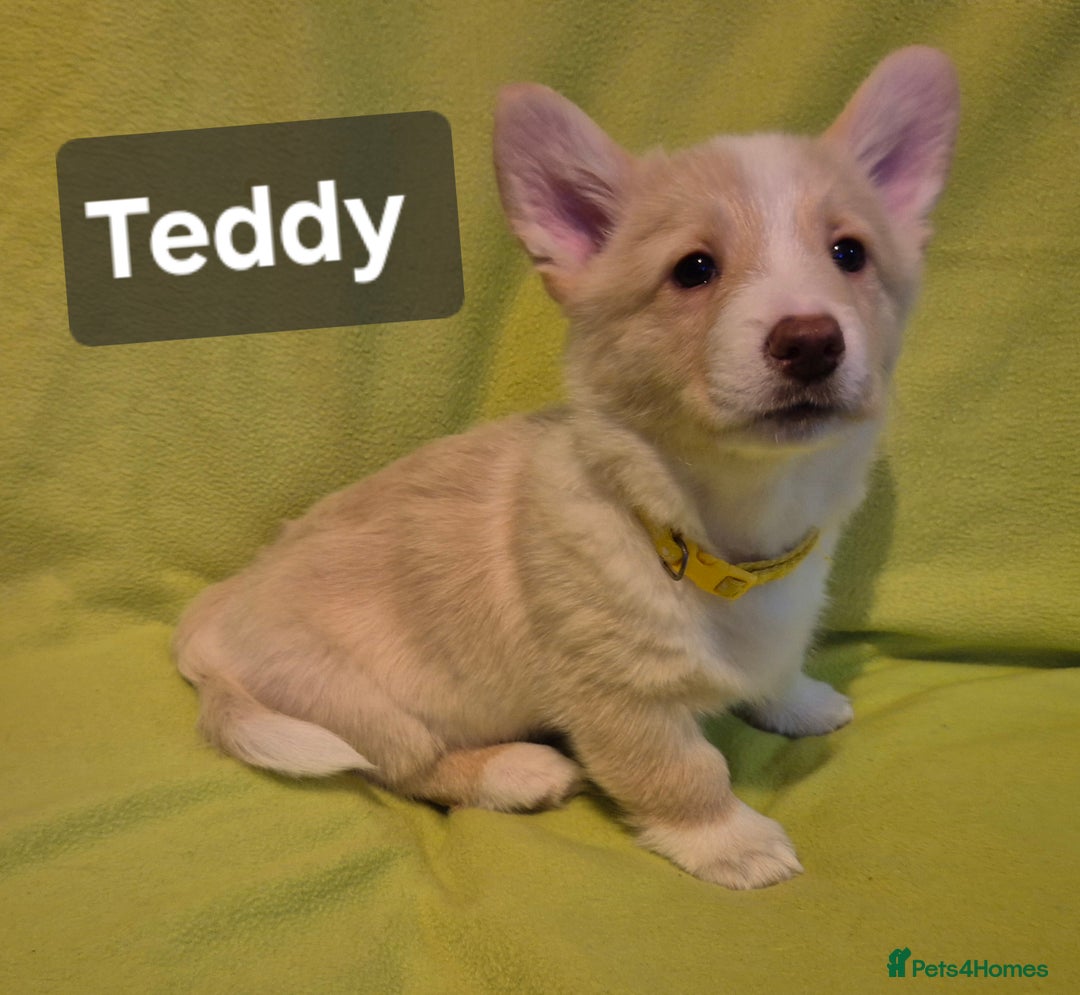 Welsh Corgi Pembroke dogs for sale: 8  Wales Pembroke Corgi puppy's - Advert 14