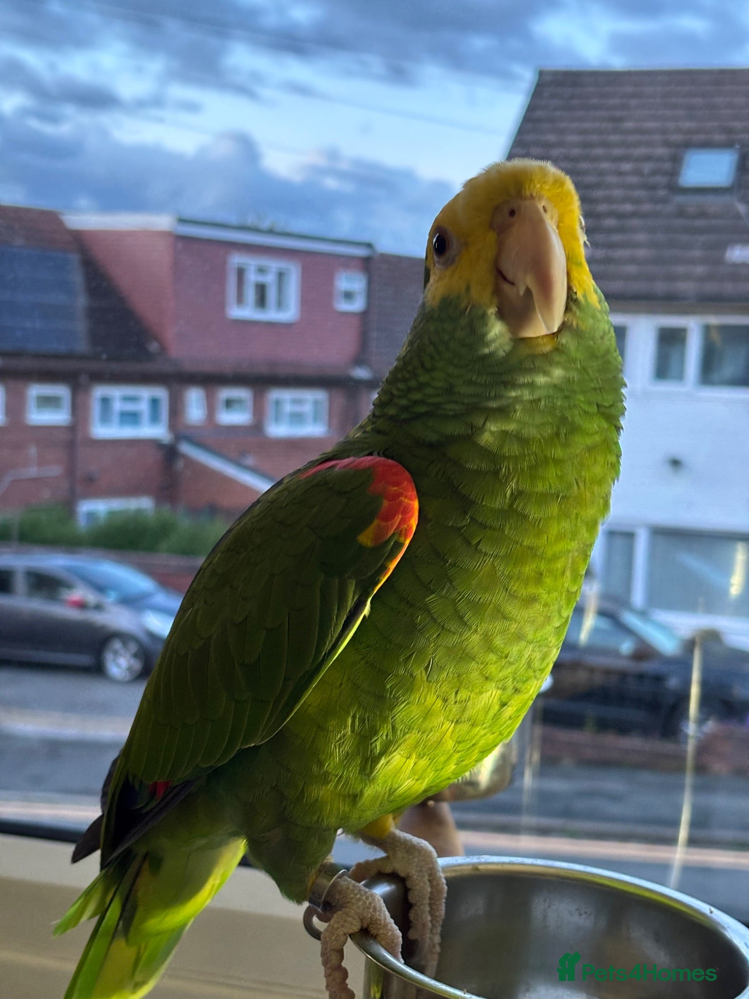Parrots birds Yellow Headed Amazon - Advert 12