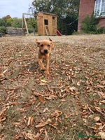 Labrador Retriever dogs - Advert 11