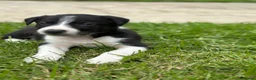 Border Collie dogs for sale: Working Border collie puppies  - Advert 22