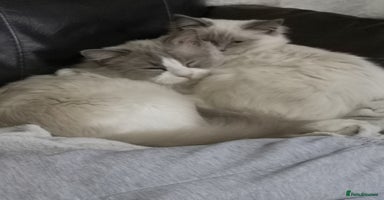 Ragdoll cats - Advert 4