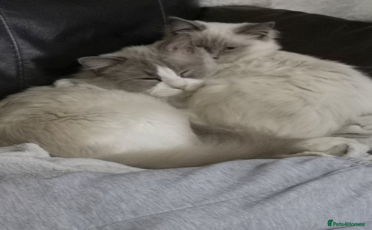 Ragdoll cats - Advert 7