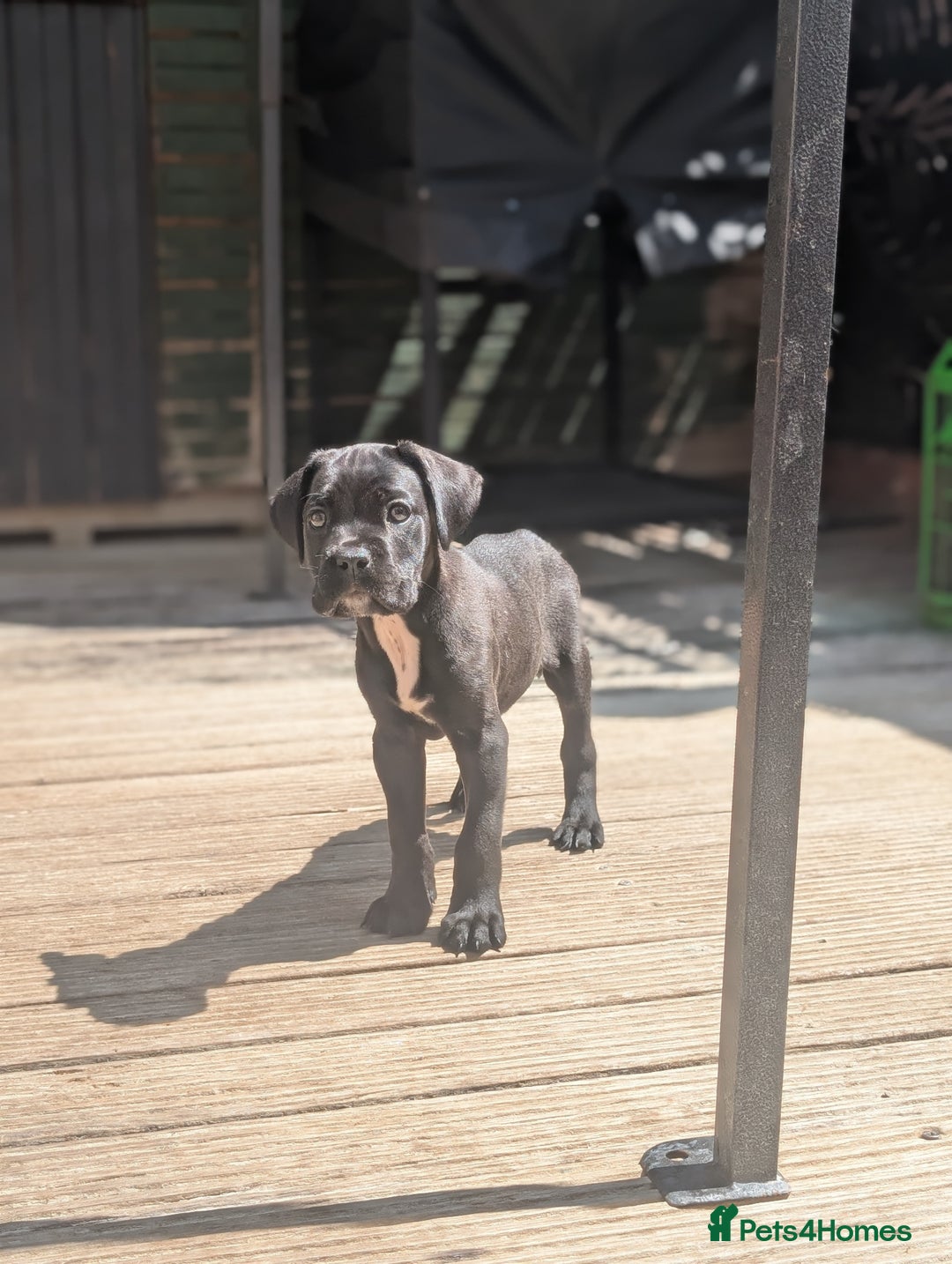 Cane Corso dogs for sale: Champion Lines Cane Corso Puppies *Ready Now** - Advert 19