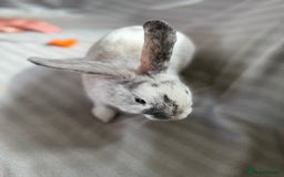Mixed Breed rabbits for sale: 3 stunning Lop crossed with Double lion mane - Image 3