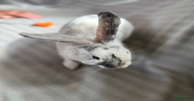 Mixed Breed rabbits - Advert 2