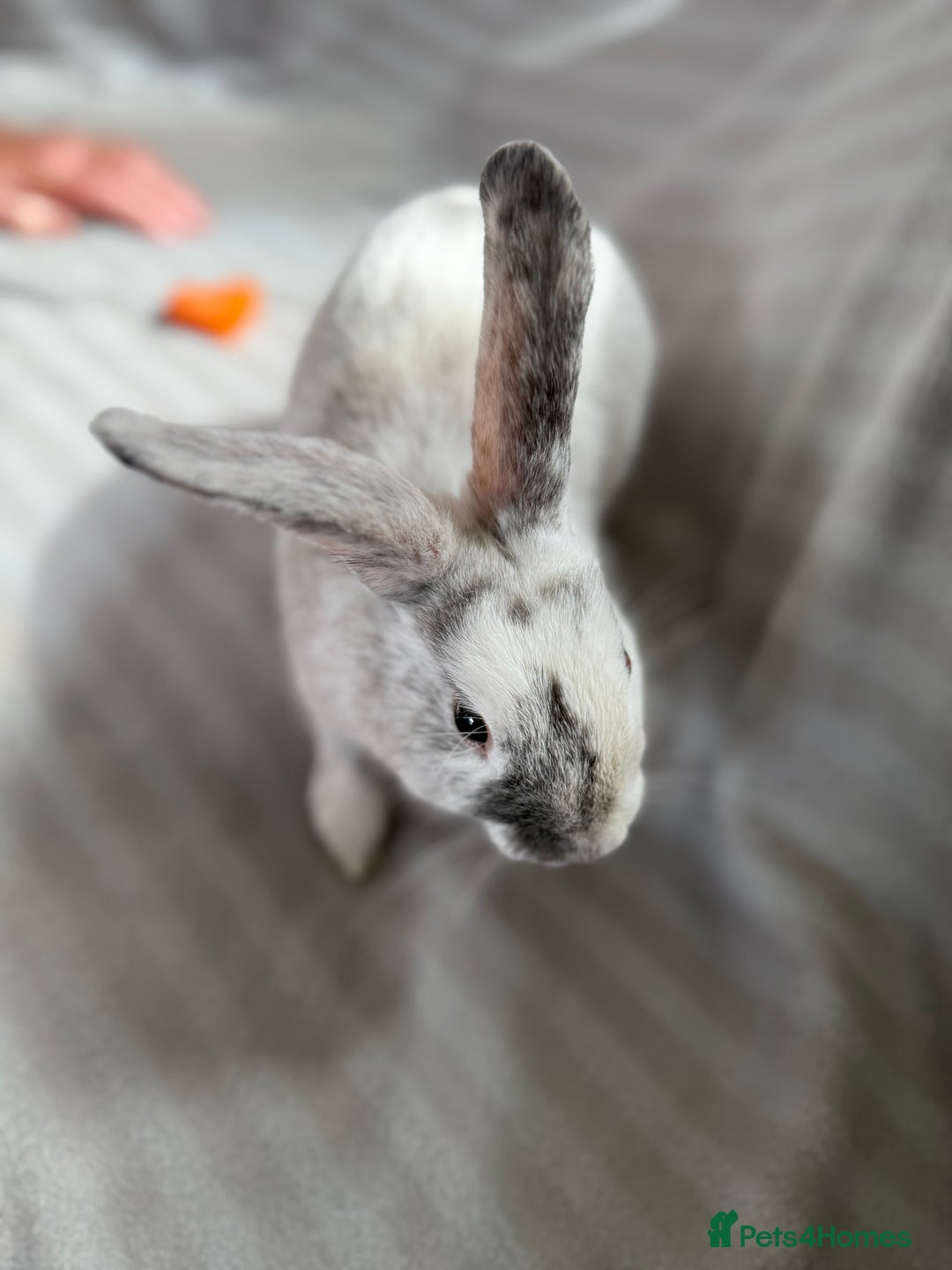 Mixed Breed rabbits for sale: 3 stunning Lop crossed with Double lion mane - Image 3