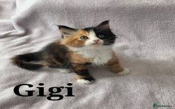 Domestic Shorthair cats for sale: domesticated shorthair kittens - Image 7
