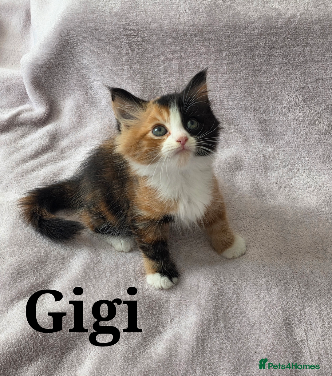 Domestic Shorthair cats for sale: domesticated shorthair kittens - Image 7