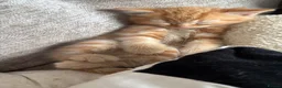 Mixed Breed cats for sale: Kittens 🐱  - Advert 9