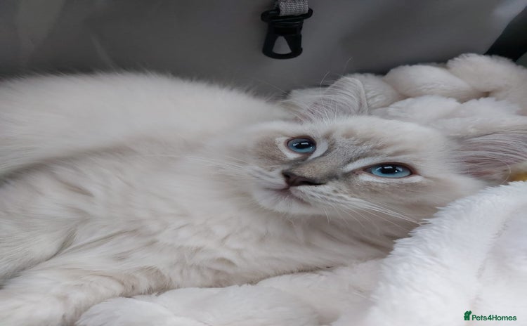 Ragdoll cats - Advert 5