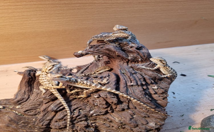 Bearded Dragon reptiles - Advert 3
