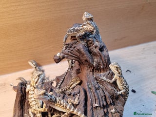 Bearded Dragon reptiles - Advert 2