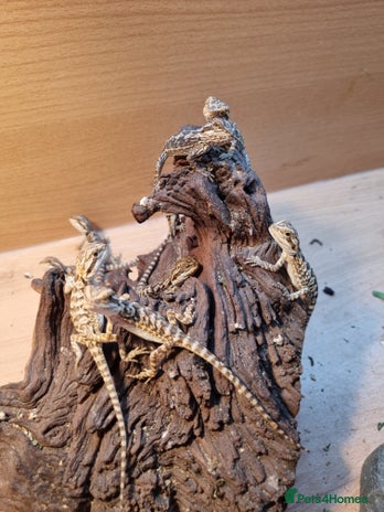 Bearded Dragon reptiles - Advert 4