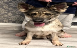 German Shepherd dogs for sale: Retirement home wanted for this lovely Gsd  - Image 2