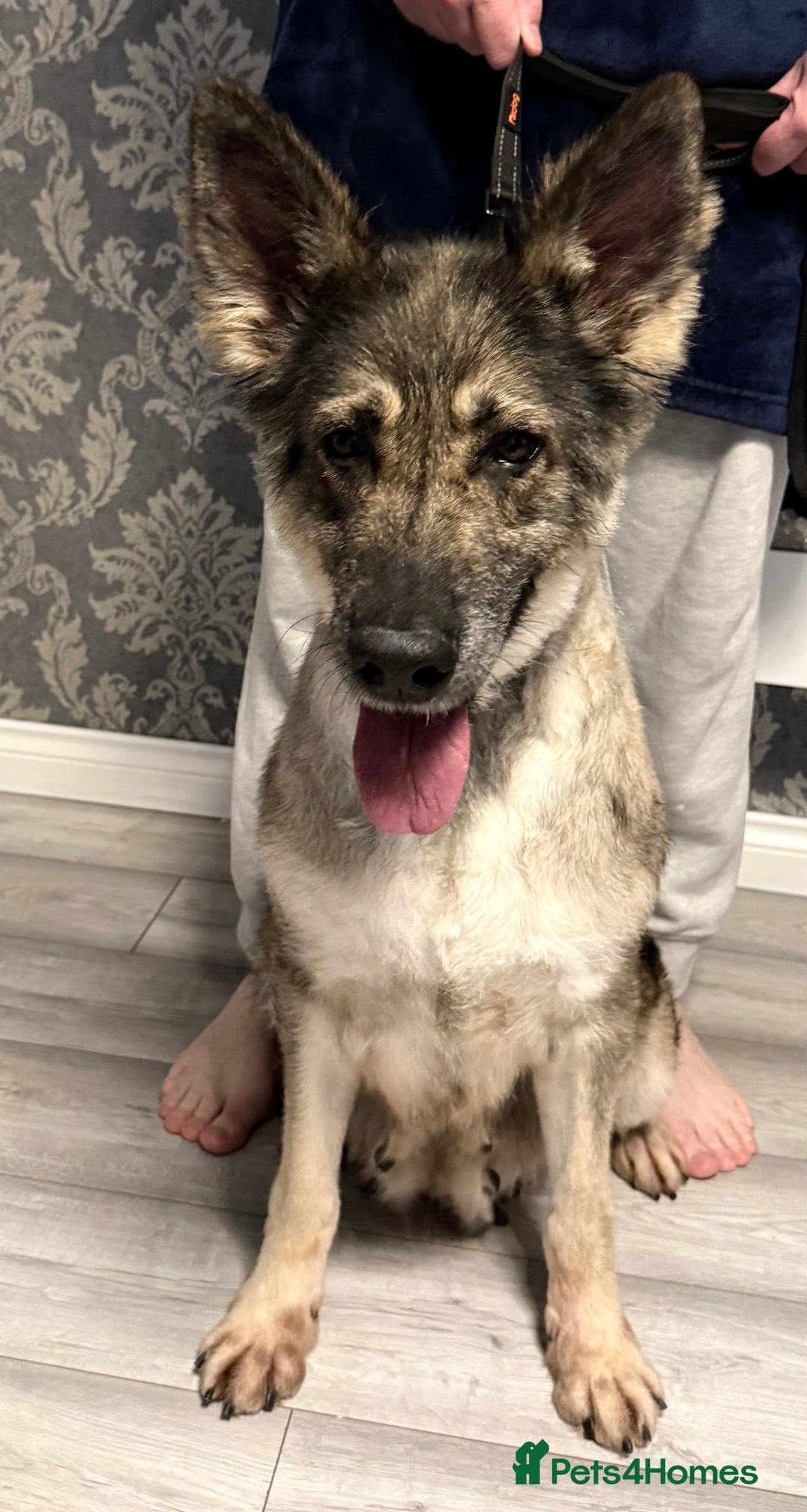 German Shepherd dogs for sale: Retirement home wanted for this lovely Gsd  - Image 2