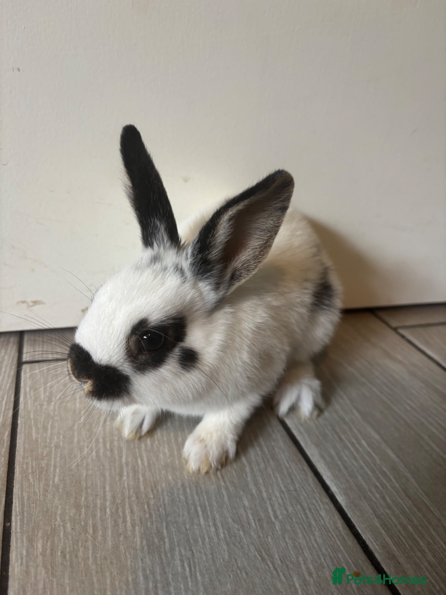 Mixed Breed rabbits Ready now - Advert 14
