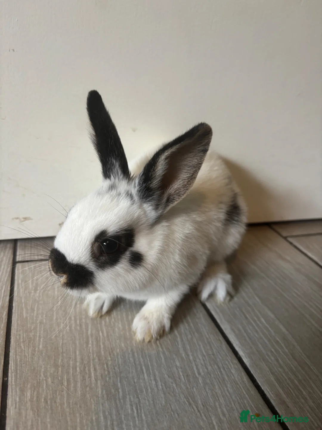 Mixed Breed rabbits for sale: Ready now - Advert 1