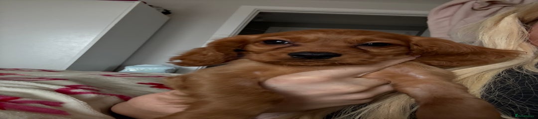 Cockalier Puppy 3