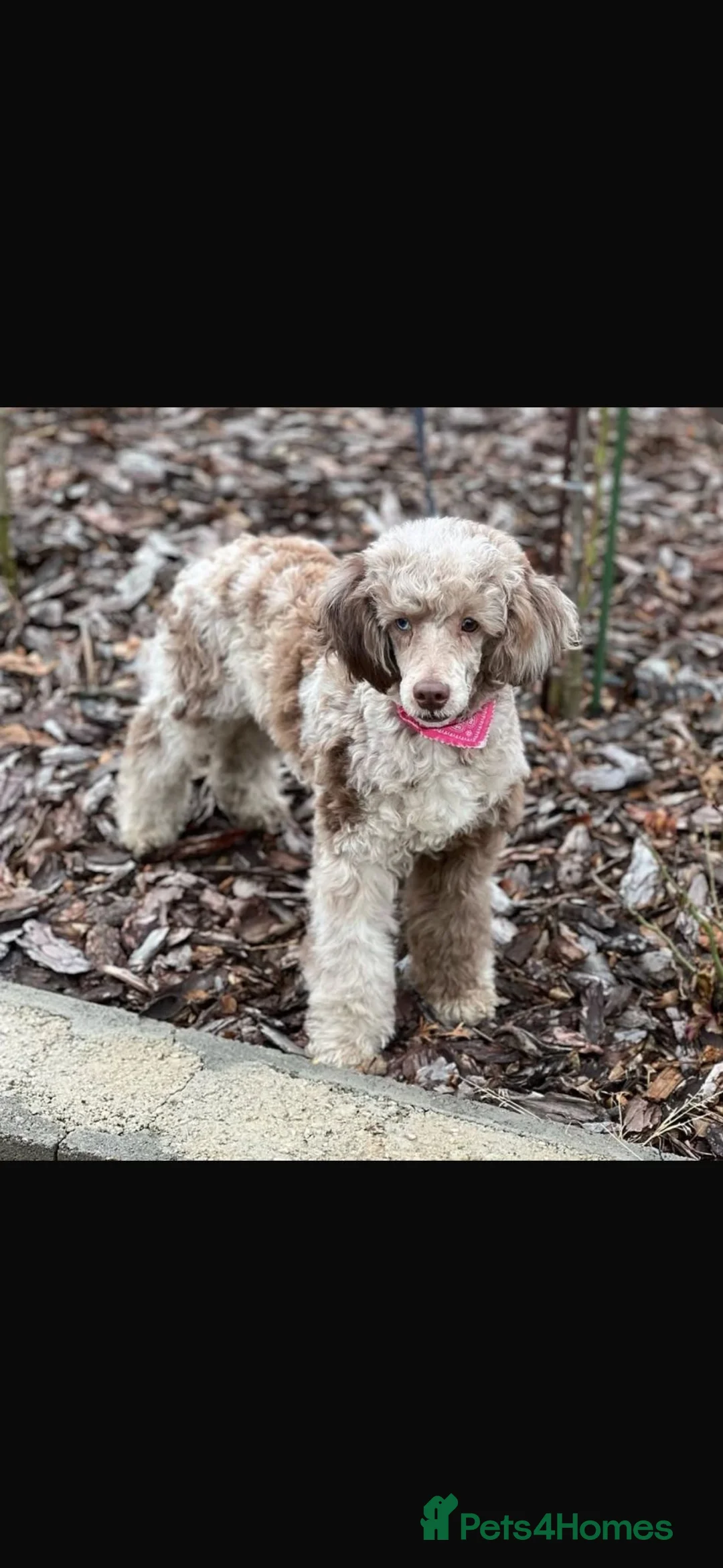Mini Goldendoodle dogs for sale: 10 lovely little bundles of joy - Advert 12