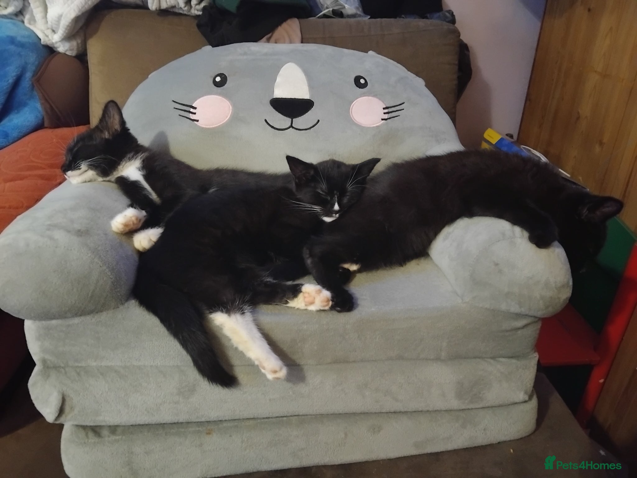 British Shorthair cats Two very loving boys - Advert 1