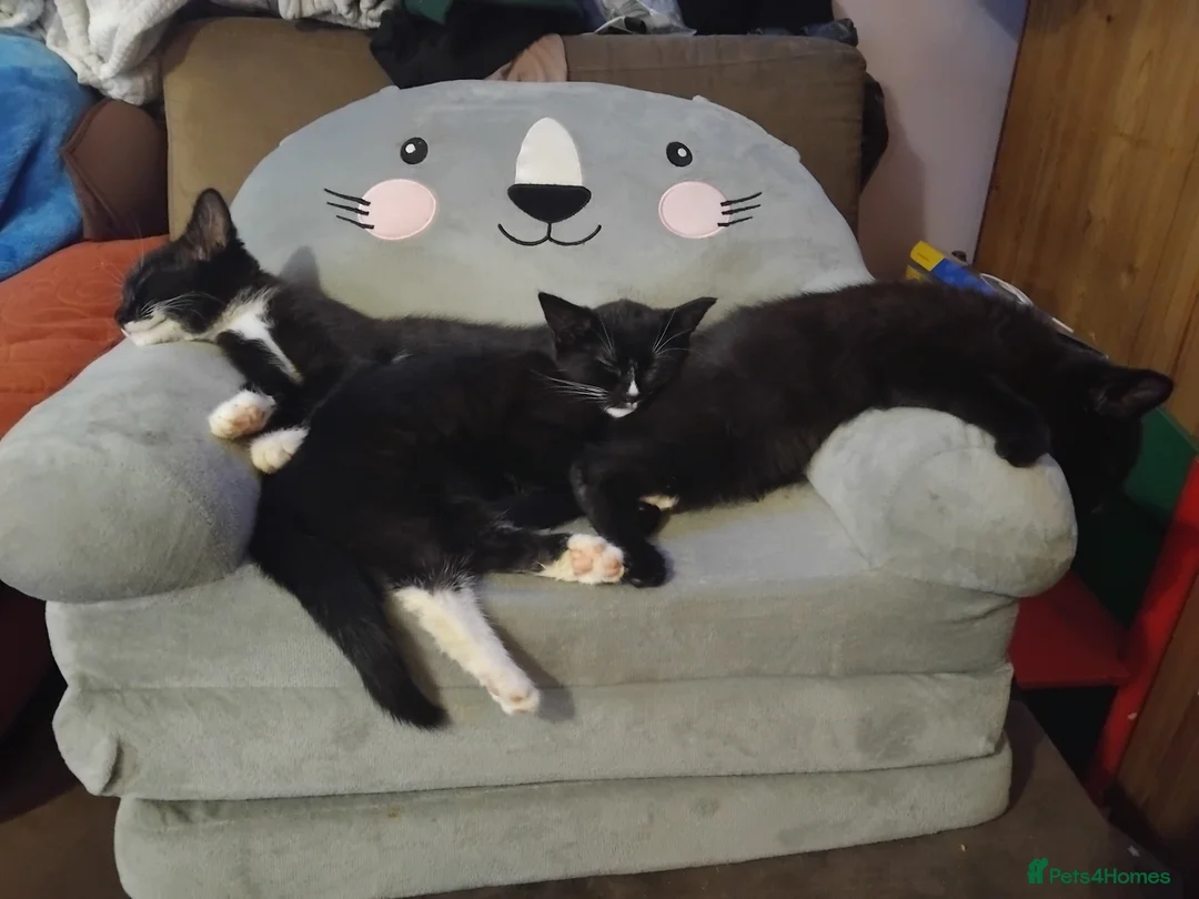 British Shorthair cats for sale: Two very loving boys in Norwich - Advert 1