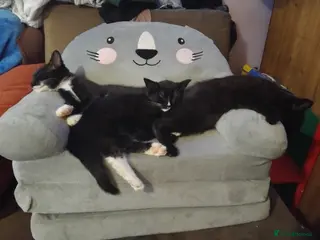 British Shorthair cats Two very loving boys - Advert 1