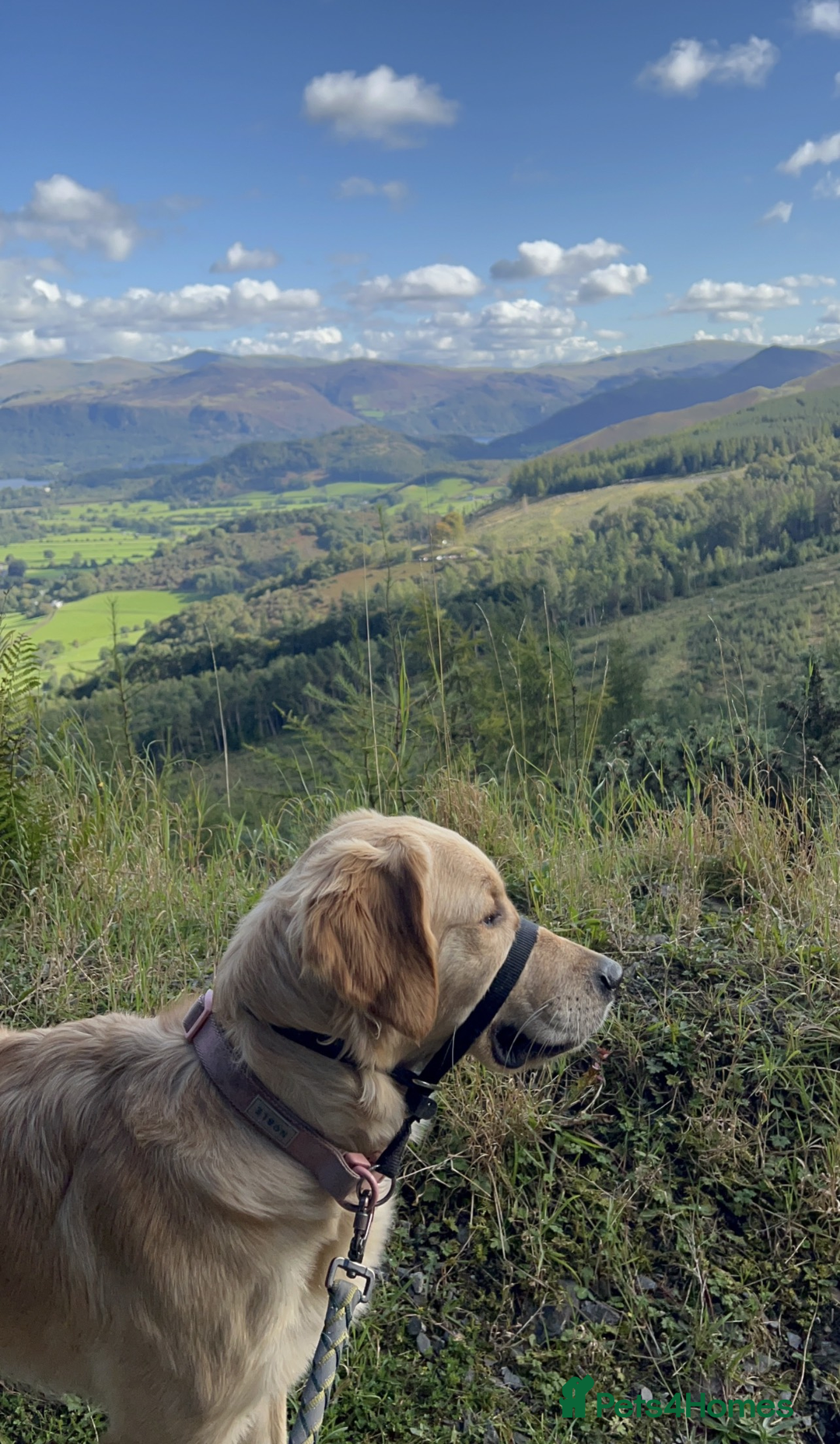 Golden Retriever dogs for sale: Best of Breed Golden Retrievers - Advert 30