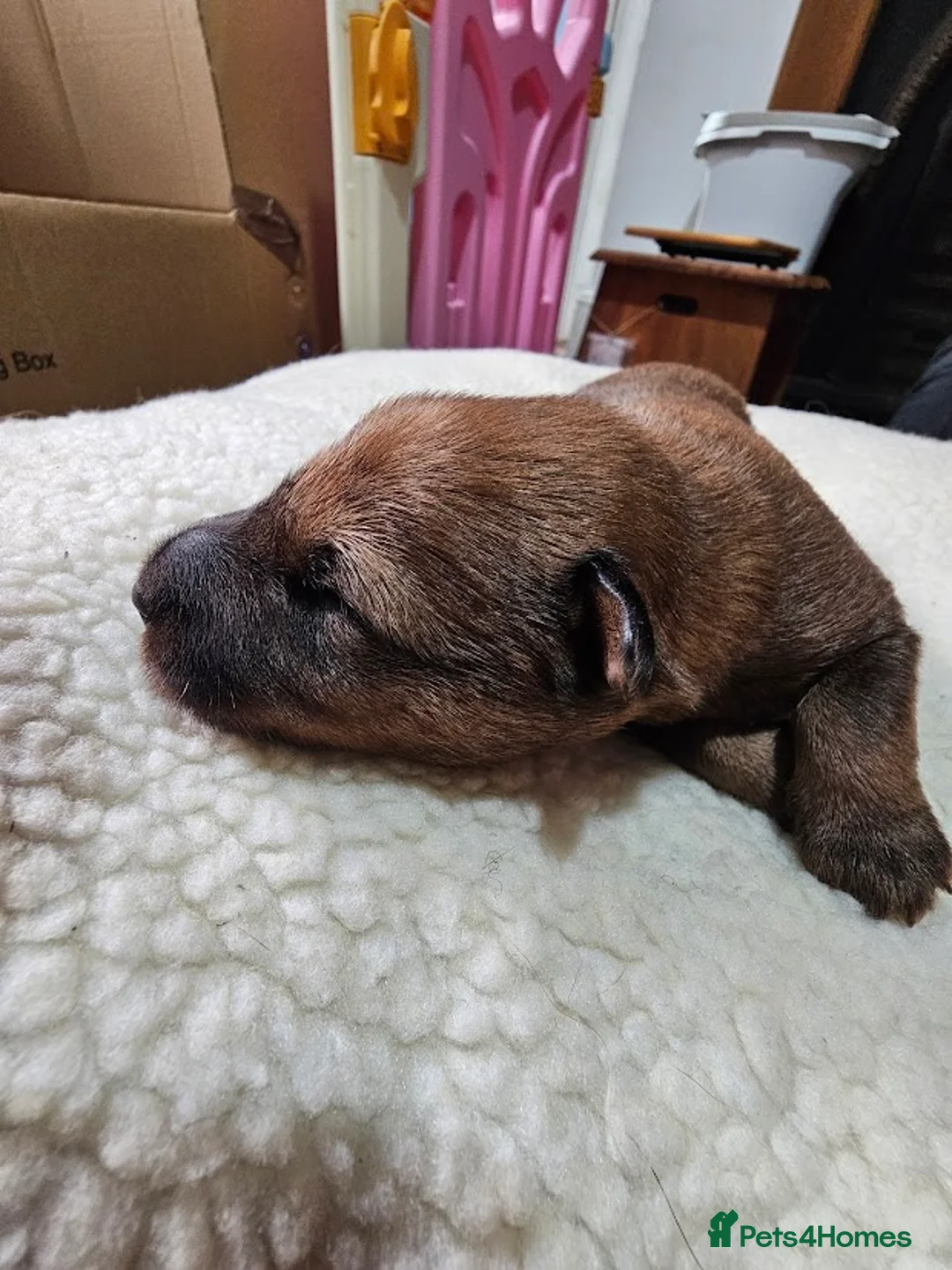 Irish Terrier dogs for sale: Beautiful litter of Irish Terrier puppies for sale in Cardiff - Advert 10