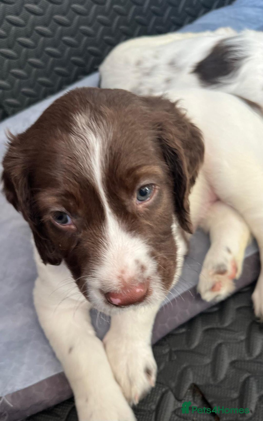 English Springer Spaniel dogs for sale: Beautiful English springer spaniel puppies - Image 10