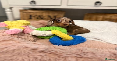 Miniature Dachshund dogs - Advert 8