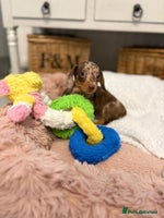 Miniature Dachshund dogs - Advert 3