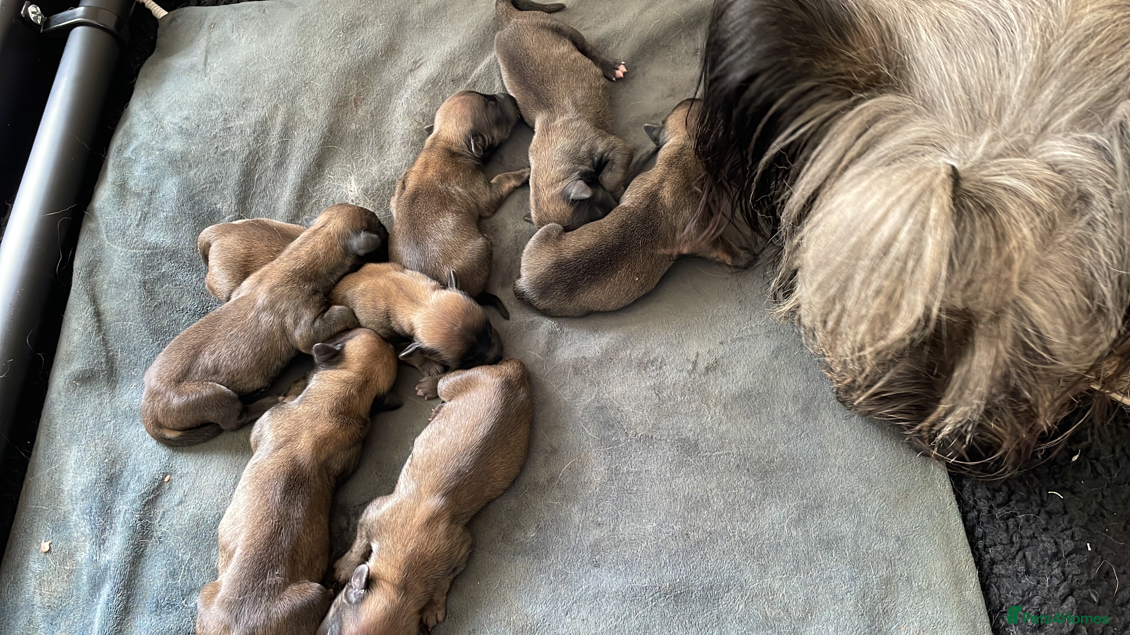 Skye Terrier dogs Skye Terrier in Grantham - Advert 17