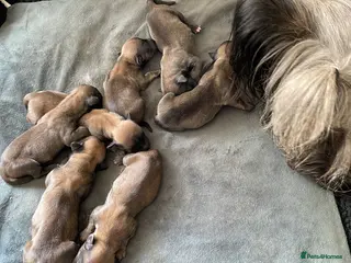 Skye Terrier dogs Skye Terrier in Grantham - Advert 6