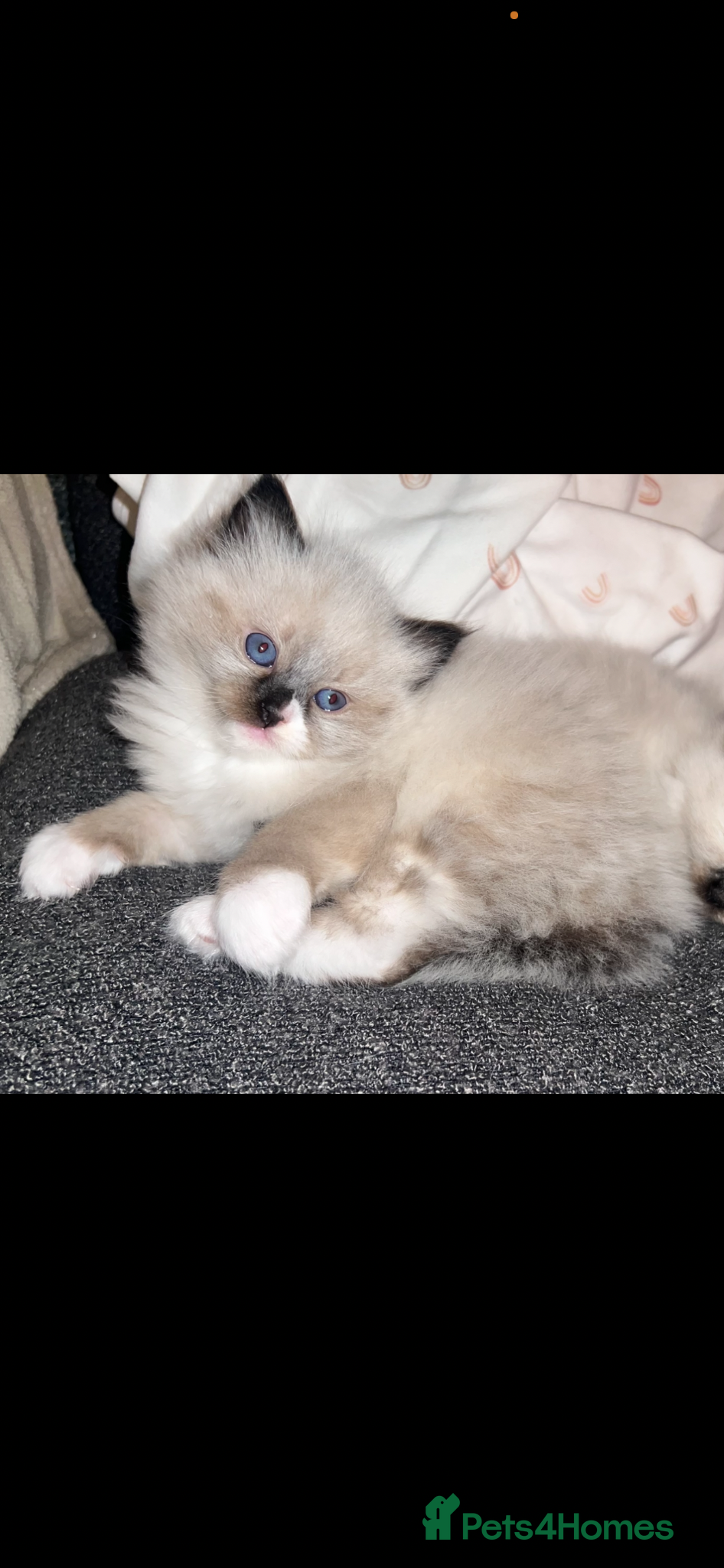 Ragdoll cats Ragdoll kittens  - Advert 12