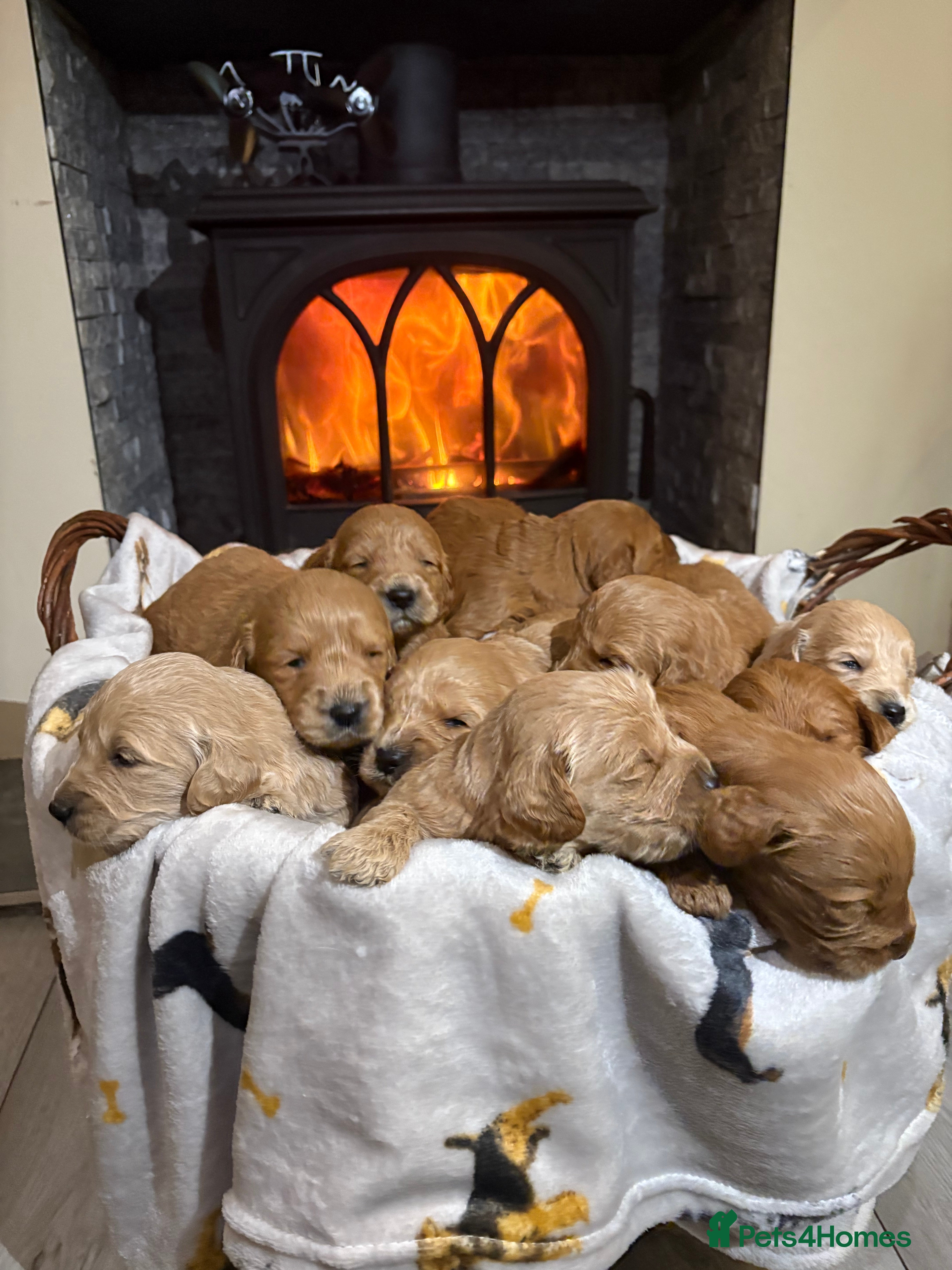 Mini Goldendoodle dogs Are Gorgeous golden doodle puppies 🐶 - Advert 7