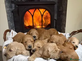 Mini Goldendoodle dogs Are Gorgeous golden doodle puppies 🐶 - Advert 7