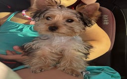 Yorkshire Terrier dogs for sale: Mini Yorkshire terrier puppy  - Image 7