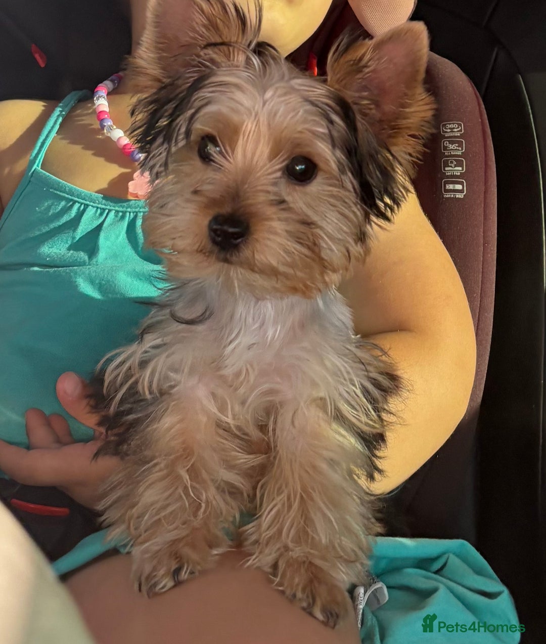 Yorkshire Terrier dogs for sale: Mini Yorkshire terrier puppy  - Image 7