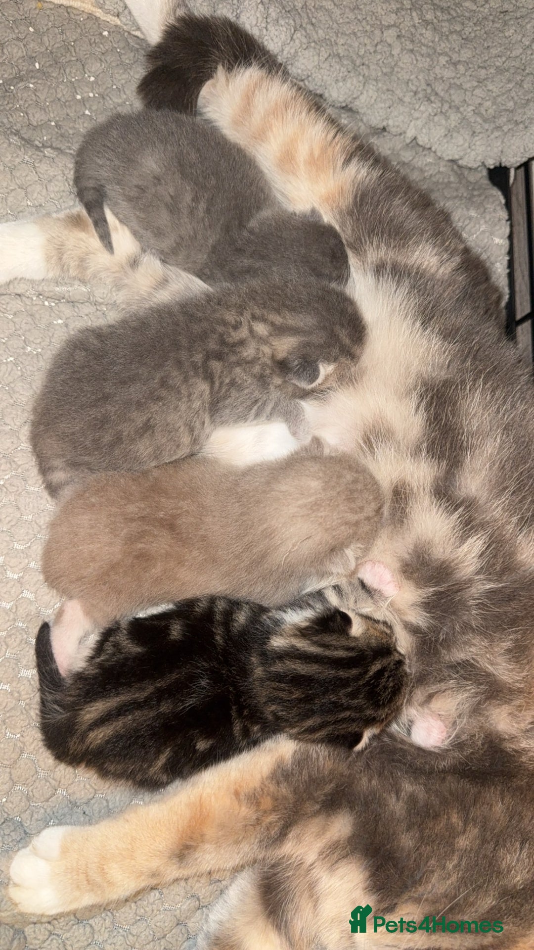 Scottish Fold cats for sale: Scottish Fold Kittens - Image 5