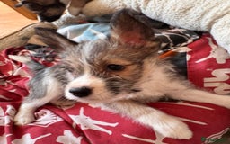 Mixed Breed dogs for sale: Siberian Husky X Staff/Lhasa Apso. Only 2 left!!  - Image 13