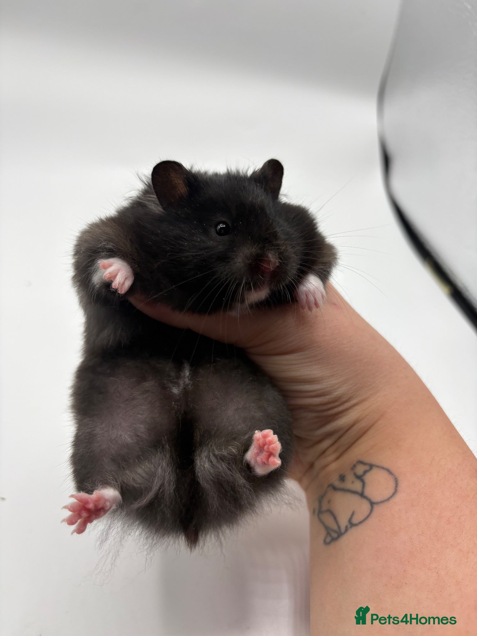 Hamster rodents Pedigree Syrian hamster pups  - Advert 2