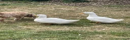 Ducks poultry for sale: Lovely Pair of Pekin Ducks in East Molesey - Advert 2
