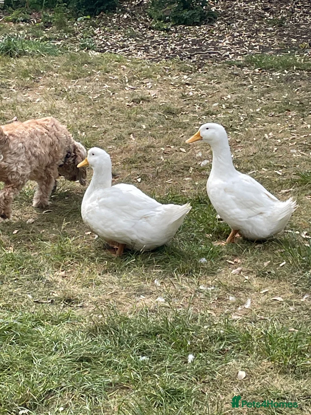 Ducks poultry for sale: Lovely Pair of Pekin Ducks in East Molesey - Advert 2
