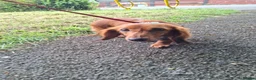 Miniature Dachshund dogs for sale: Long haired miniature dachshund  in Bolton - Advert 3