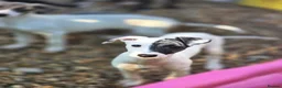 Mixed Breed dogs for sale: Freya the whippet lurcher.  - Advert 12