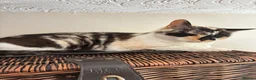 Mixed Breed cats for sale: Two adult cats for sale  - Advert 7