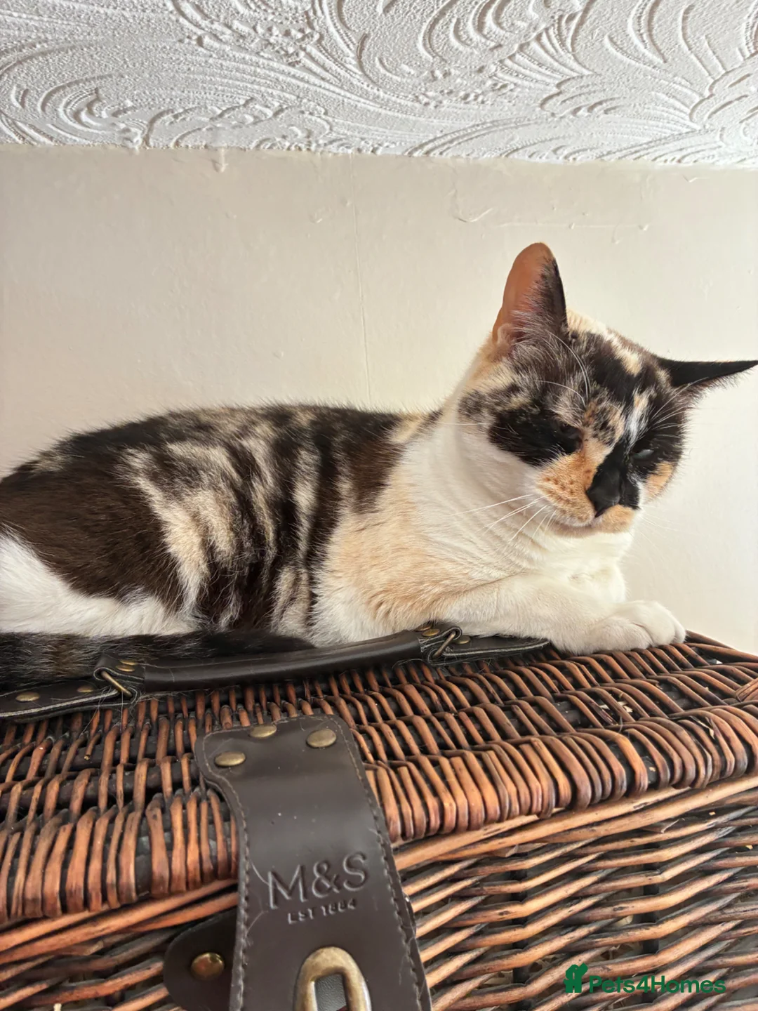 Mixed Breed cats for sale: adult cat for sale  - Advert 2