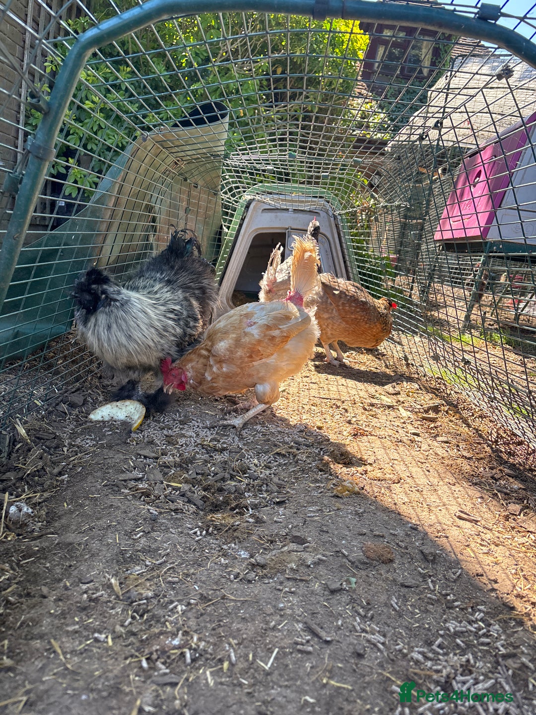 Chickens poultry for sale: Three hybrid hens and rooster - Image 3