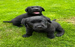 Labrador Retriever dogs for sale: 2 Show Type Black Boys - KC Reg Chunky Pups - Image 2
